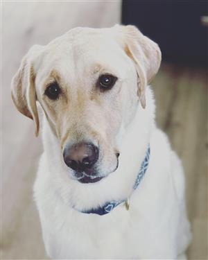 My dog, Max.