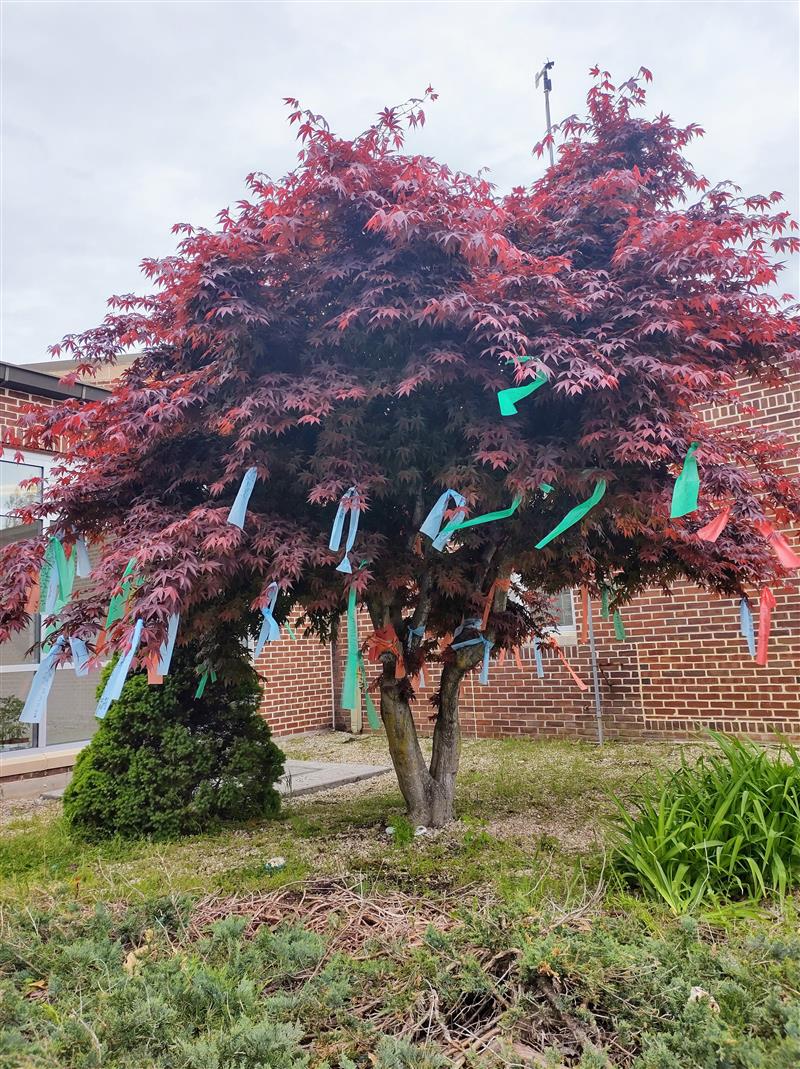wishtree