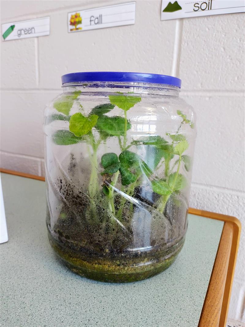 Pumpkin Sprouts